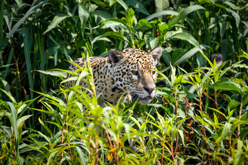 A jaguar scanning the river bank in pantanal (looking for preys)
