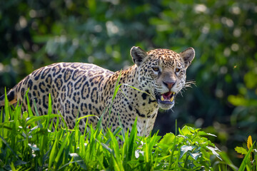 A jaguar scanning the river bank in pantanal (looking for preys)