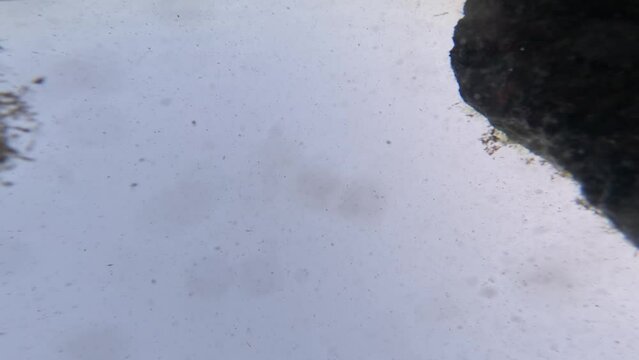 Coris julis fish seen from below