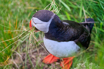 Cute and adorable Puffin, fratercula, on a cliff in Norway.