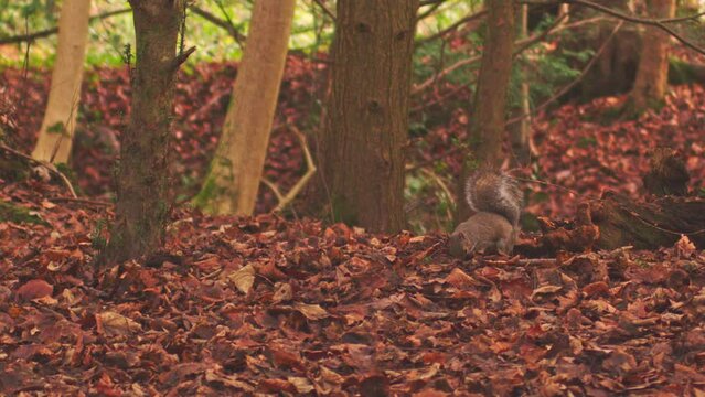 Squirrel jumping off dead tree branch to hunt and forage for acorns amongst dry red autumn oak leaves in forest woodland