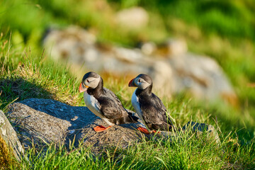 Cute and adorable Puffin, fratercula, on a cliff in Norway.