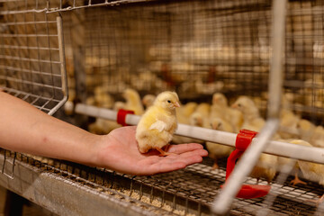 modern poultry farm, chicken on the hand of a farmer in a poultry farm close-up © st.kolesnikov