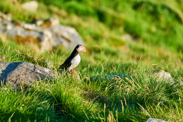 Cute and adorable Puffin, fratercula, on a cliff in Norway.