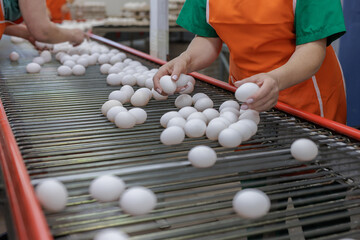 poultry farm worker sorts eggs, egg production