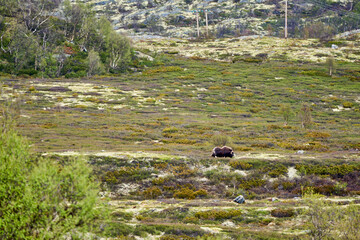 Muskox, Ovibos moschatus, standing in the subarctic tundra
