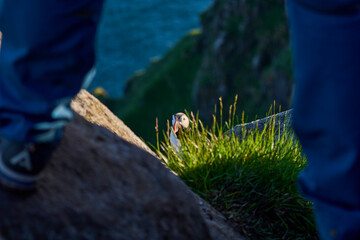 Cute and adorable Puffin, fratercula, on a cliff in Norway.