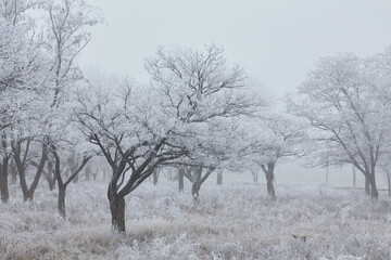 A photograph of a winter wonderland.