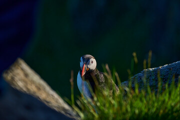 Cute and adorable Puffin, fratercula, on a cliff in Norway.