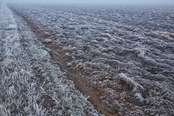 Misty Morning Field