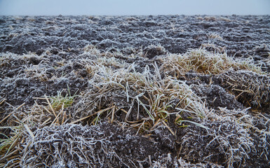 Winter Dawn's Frozen Beauty