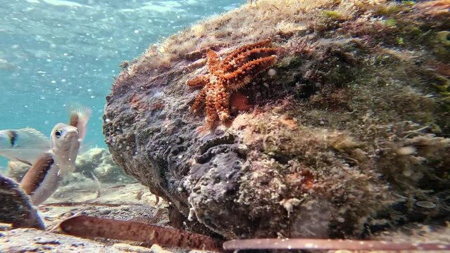 Starfish and fish around illuminated by the sun