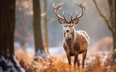Foto op Aluminium Horned deer in the forest, generative ai © GulArt