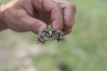 SMALL TOAD ON MAN'S HAND 