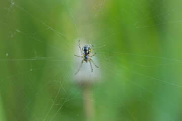 Araneus Diadematus, a European garden spider or crusader spider, sits on a web. green background, bokeh, close-up, with selective focus. they can be found in forests and gardens