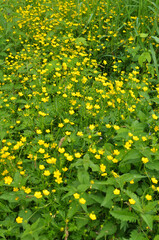 Creeping buttercup (Ranunculus repens) grows in nature