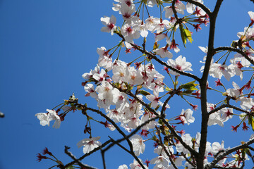 庭に咲く桜