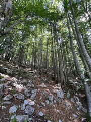 foret avec tres grand arbre