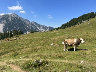 vache a la montagne