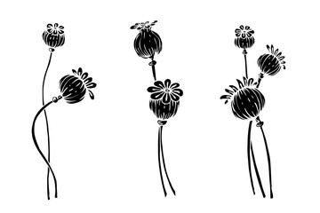 Set of botanical silhouettes of poppy field flower.Vector graphics.