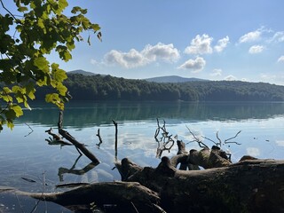 tronc d'arbre mort sur un lac