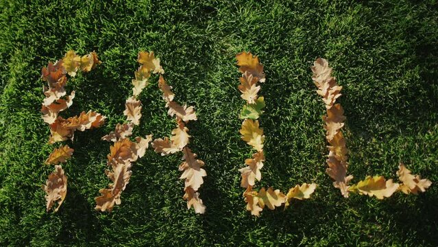 Oak leaves lay out on the green grass the inscription FALL. The coming of autumn
