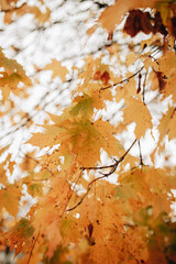 Yellow maple leaves on a tree. Autumn background with yellow leaves.