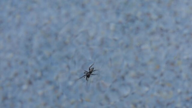 This video shows a top view of a black spider slowly walking across the top of pool waters.