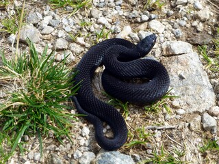 Venomous black Vipera berus, European adderley, European viper. (Viperidae family) In the mountains...