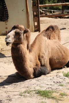 camel in the zoo
