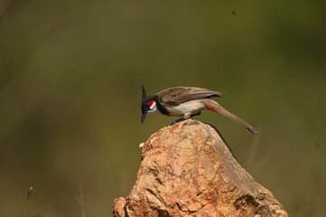 Red-whiskered bulbul (Pycnonotus jocosus) perched on a rock