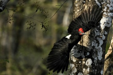 Black woodpecker perching on tree trunk