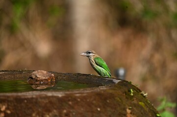 Megalaima viridis perching on stone