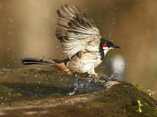 Red-whiskered bulbul with water drops