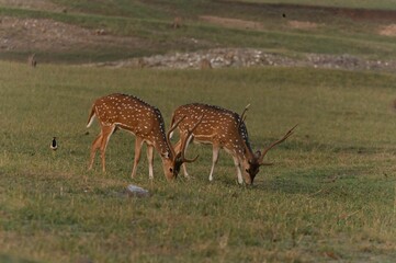View of deer grazing in field