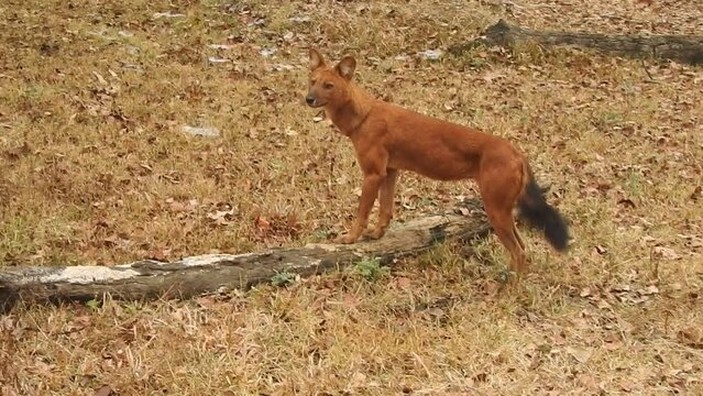 Dhole animal walking on brown ground in the forest with tree trunk