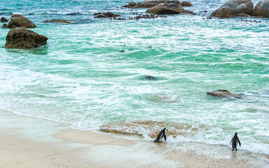 South african penguins colony of spectacled penguins penguin Cape Town.