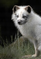 White Arctic fox stands in a lush grassy field, gazing into the distance