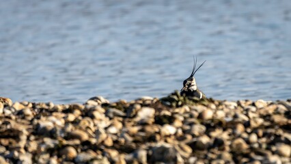 Northern lapwing bird standing close to the water's edge, perched atop a rock in a tranquil stream