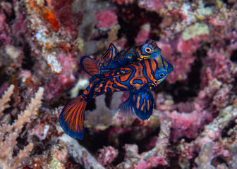 Mating Mandarin fish