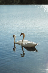 Vertical shot of two beautiful swans swimming together in the water