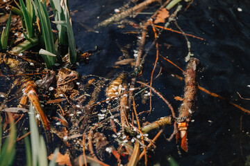 Several layers of frog roe in pond in spring, couple of common cute huge frogs swim in water, embryos tadpoles close-up, Frogspawn, Mating frogs, Petrin Park in Prague, sunny day