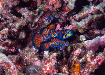 Mating Mandarin fish