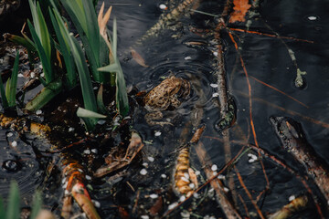 Several layers of frog roe in pond in spring, couple of common cute huge frogs swim in water, embryos tadpoles close-up, Frogspawn, Mating frogs, Petrin Park in Prague, sunny day