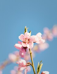 Delicate pink peach blossoms on the background of the blue sky