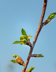 Cherry bud on the branch of a tree on background of the blue sky