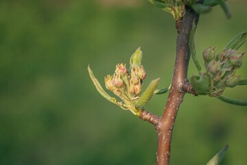 Pear buds on the branch of the tree in spring