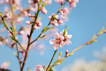 Stunning image of delicate pink peach blossoms against a backdrop of the beautiful blue sky