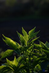 Close up of elder leaves under the sunlight