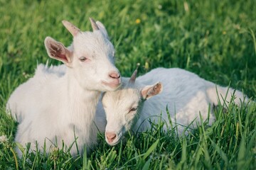 Close up of two white goats grazing in a lush green grassy meadow.